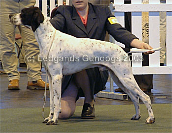 RBOB, DCC & 1st Open Dog